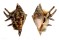 STROMBIDAE LAMBIS LAMBIS shell