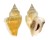 STROMBIDAE STROMBUS CANARIUM shell