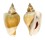 STROMBIDAE STROMBUS CANARIUM shell