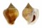 STROMBIDAE STROMBUS CANARIUM shell