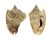 STROMBIDAE STROMBUS AURISDIANAE shell