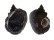 MURICIDAE CHICOREUS CAPUCINUS shell