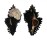 MURICIDAE CHICOREUS BRUNNEUS FLAVICUNDA shell