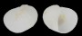 VANIKORIDAE VANIKORO HELICOIDEA shell