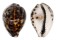 CYPRAEIDAE CYPRAEA TIGRIS shell