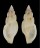 RAPHITOMIDAE TRITONOTURRIS SUBRISSOIDES shell