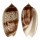 OLIVIDAE OLIVA TIGRINA shell