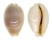 CYPRAEIDAE PALMADUSTA CLANDESTINA CANDIDA shell