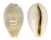 CYPRAEIDAE PALMADUSTA CLANDESTINA CANDIDA shell