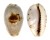 CYPRAEIDAE CYPRAEA GRACILIS MACULA shell