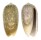 OLIVIDAE OLIVA CARNEOLA ADSPERSA shell
