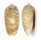 OLIVIDAE OLIVA CARNEOLA ADSPERSA shell