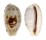CYPRAEIDAE BLASICRURA PELLUCENS ALISONAE shell