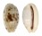 CYPRAEIDAE BLASICRURA PELLUCENS ALISONAE shell