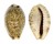 CYPRAEIDAE PALMADUSTA LENTIGINOSA shell