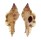 MURICIDAE NAQUETIA BARCLAYI ANNANDALEI shell