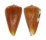 CONIDAE CONUS SAZANKA shell