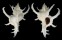 MURICIDAE CHICOREUS AXICORNIS shell