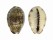 CYPRAEIDAE CYPRAEA FELINA FABULA shell