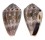 CONIDAE CONUS CORONATUS shell