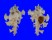 MURICIDAE HOMALOCANTHA ZAMBOI shell