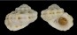 LIOTIIDAE LIOTINARIA PERONII shell