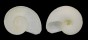 VITRINELLIDAE CIRCULUS SPECIES shell