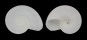 VITRINELLIDAE CIRCULUS SPECIES shell