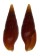 MITRIDAE MITRA SARMIENTOI shell