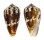 CONIDAE CONUS  METCALFII shell