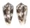 CONIDAE CONUS MAGUS shell