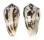 CONIDAE CONUS MAGUS shell