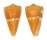 CONIDAE CONUS QUASIDAUCUS shell
