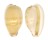 CYPRAEIDAE NOTOCYPRAEA COMPTONII MAYI shell