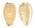CYPRAEIDAE NOTOCYPRAEA COMPTONII MAYI shell