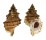 BURSIDAE TUTUFA TENUIGRANOSA shell