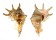 STROMBIDAE LAMBIS LAMBIS shell