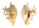 STROMBIDAE LAMBIS LAMBIS shell