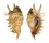 STROMBIDAE LAMBIS MILLEPEDA shell