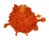 SPONDYLIDAE SPONDYLUS FOLIACEUS CROCEUS shell