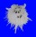 SPONDYLIDAE SPONDYLUS NICOBARICUS CILIATUS shell