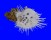 SPONDYLIDAE SPONDYLUS NICOBARICUS CILIATUS shell