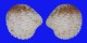 CARDITIDAE ARCTURELLINA PELSENEERI shell