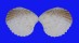 CARDITIDAE ARCTURELLINA PELSENEERI shell