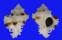 MURICIDAE CHICOREUS CICHOREUM shell