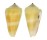 CONIDAE CONUS CONSORS shell