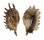 STROMBIDAE LAMBIS MILLEPEDA shell