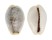 CYPRAEIDAE EROSARIA BOIVINI CUATONI shell