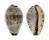 CYPRAEIDAE PURPURADUSTA GRACILIS shell