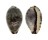 CYPRAEIDAE PURPURADUSTA GRACILIS shell